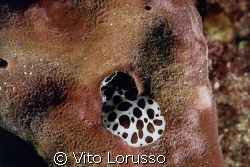 Nudibranchs - Discodoris atromaculata by Vito Lorusso 